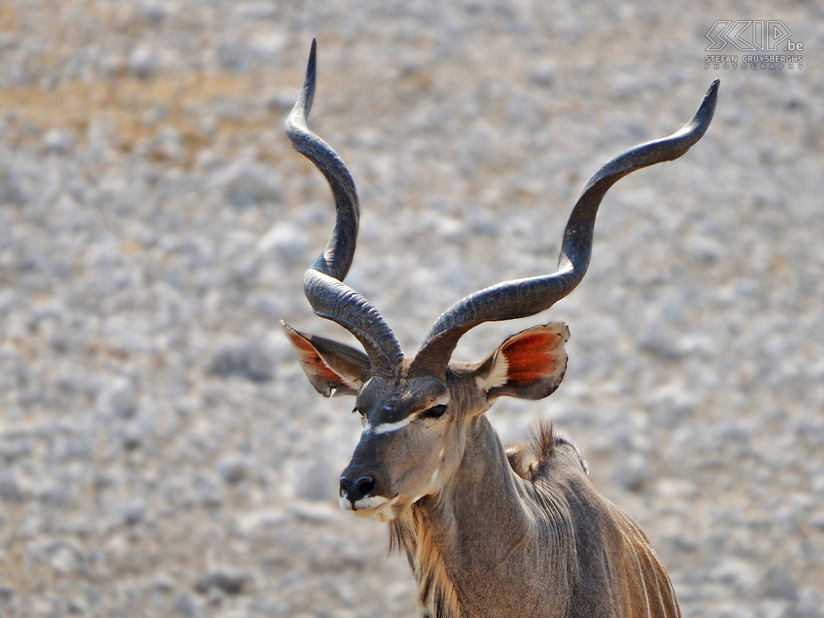 Etosha - Olifantsbad - Male kudu  Stefan Cruysberghs